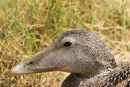 06-5273 Female Eider Duck (Somateria mollissima)Farne Islands, North East Coast of England